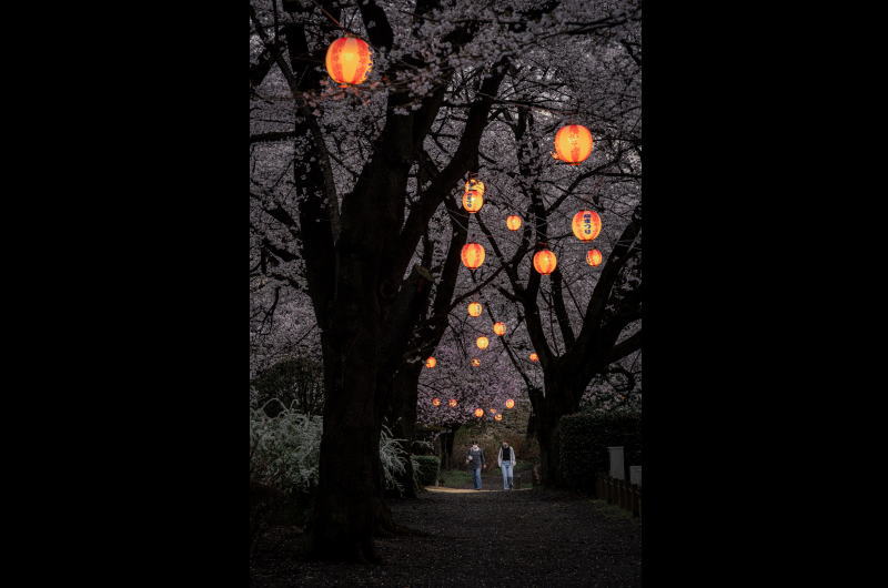 ,山甲運送